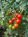 Tomaten_Hors-Sol_09