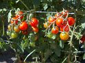 Tomaten_Hors-Sol_11