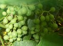 Trauben19