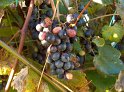 Trauben23