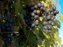 Trauben26