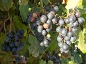 Trauben29