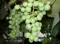 Trauben37