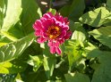 Zinnia04