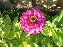 Zinnia06