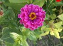 Zinnia07