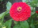 Zinnia12