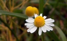 Bild Kamillen-Blüte