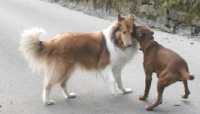 Hunde Meiko und Livio