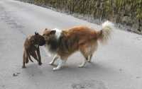Hunde Meiko und Livio zwei
