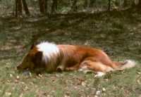 Collie Meiko
