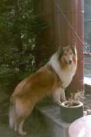 Bild von Meiko