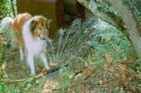 Bild von Meiko