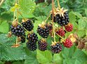 Brombeeren04