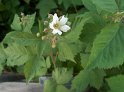 Brombeeren08