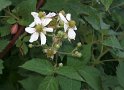 Brombeeren11