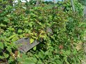 Brombeeren12