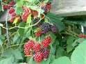 Brombeeren13