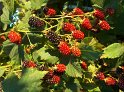 Brombeeren14