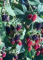 Brombeeren15
