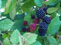 Brombeeren16