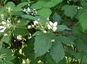 Brombeeren17