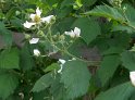 Brombeeren18