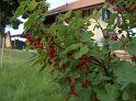 Johannisbeeren04