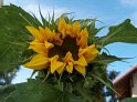 Sonnenblumen07