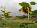 Sonnenblumen26