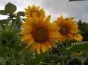 Sonnenblumen28