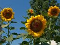 Sonnenblumen41