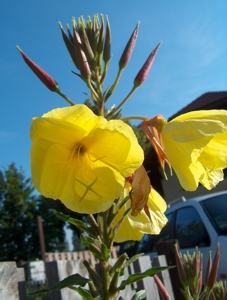 Bild Blumen