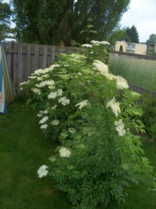 Bild Holunderblüten