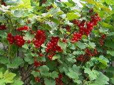 Bild rote Johannisbeeren