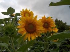 Bild Sonnenblumen